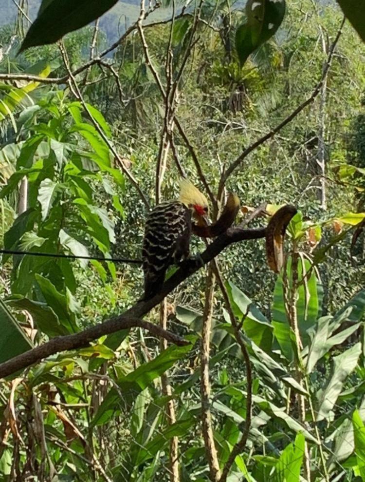 Pousada Tie-Sangue Hotel Iporanga Buitenkant foto